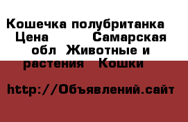 Кошечка полубританка › Цена ­ 500 - Самарская обл. Животные и растения » Кошки   